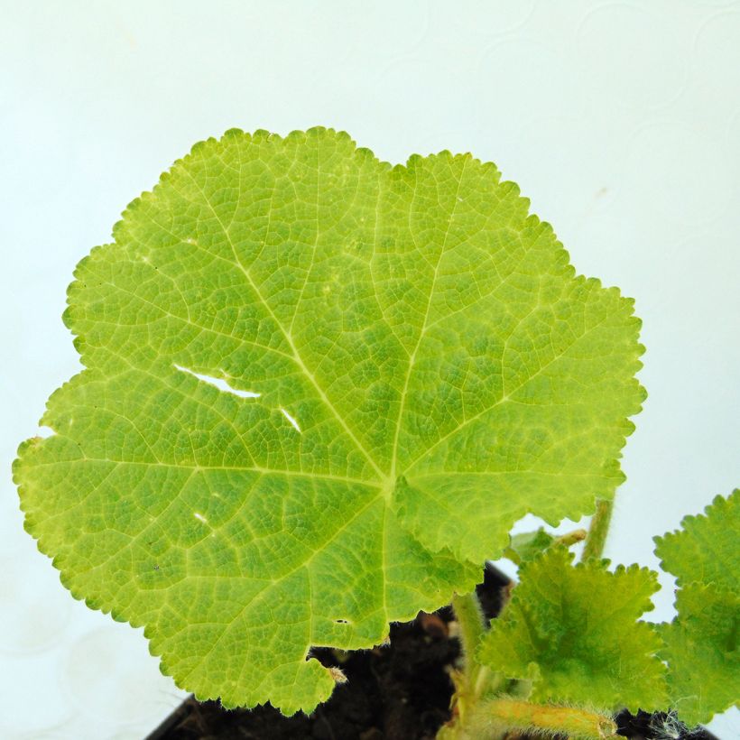 Rose trémière - Alcea rosea Chater's Double saumon (Foliage)