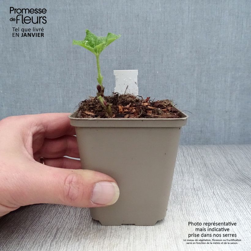 Spécimen de Rose trémière - Alcea rosea Fiesta Time Godet de 8/9 cm tel que livré en hiver