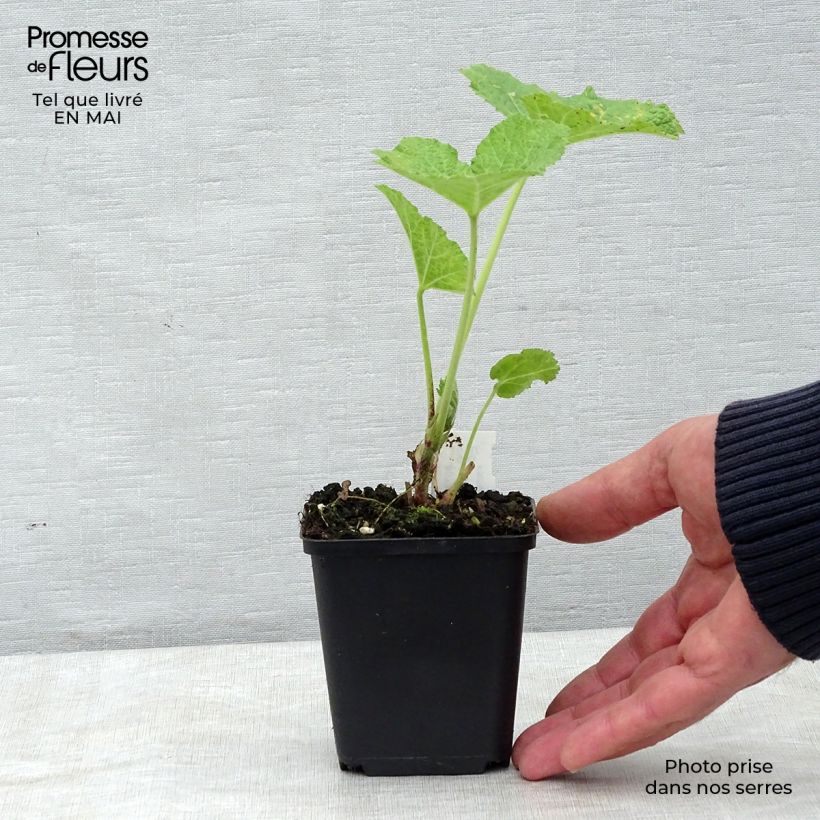 Example of Rose trémière - Alcea rosea Mars Magic Godet de 8/9 cm as you get in printemps