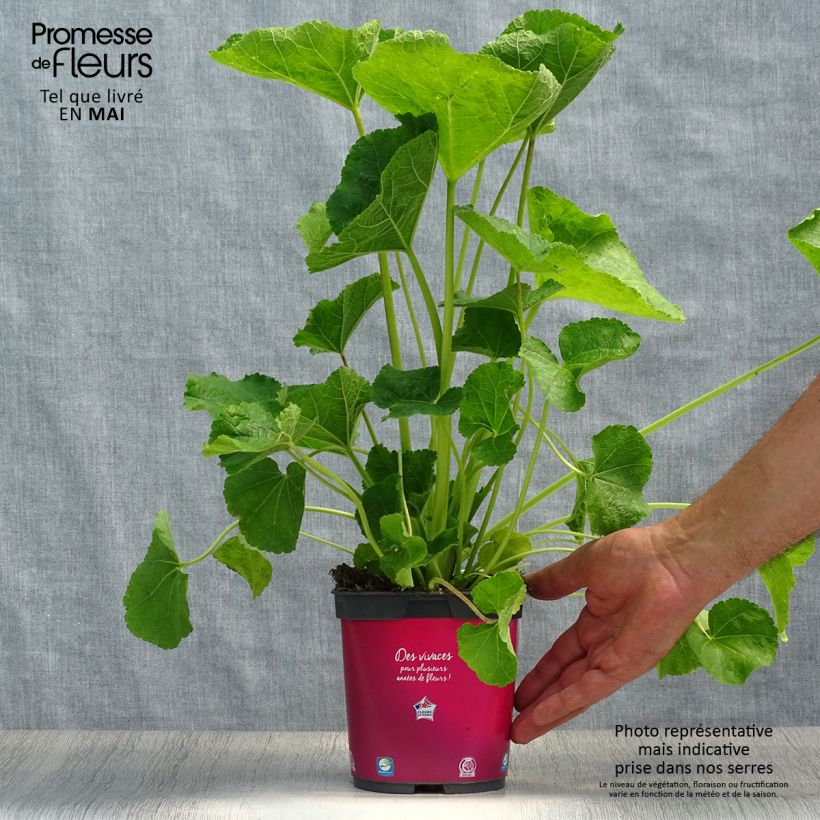 Spécimen de Rose trémière - Alcea rosea Pleniflora Rouge Pot de 2L/3L tel que livré au printemps