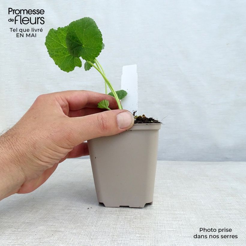 Example of Rose trémière - Alcea rosea Sunshine Godet de 8/9 cm as you get in printemps