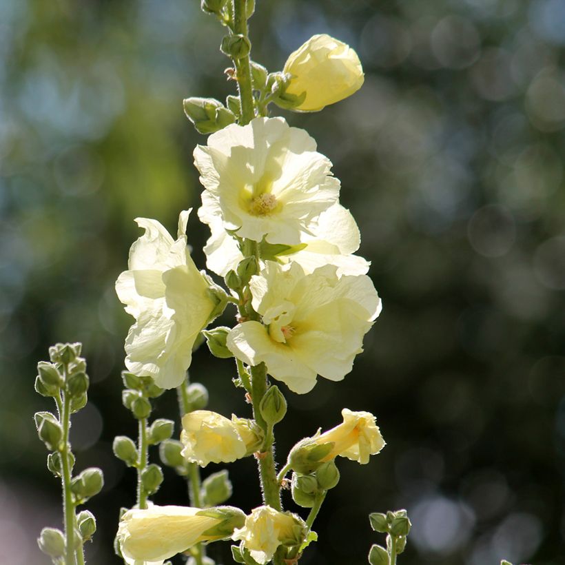 Rose trémière - Alcea rosea Sunshine (Flowering)