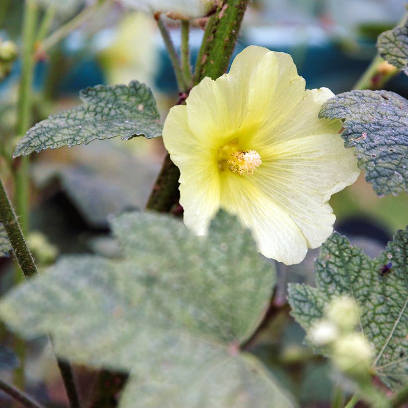 Rose trémière - Alcea rugosa (Flowering)
