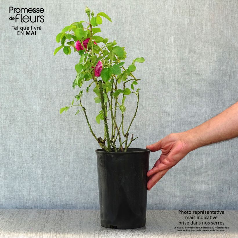 Example of Rosier Baronne Prévost Pot de 4L/5L as you get in printemps