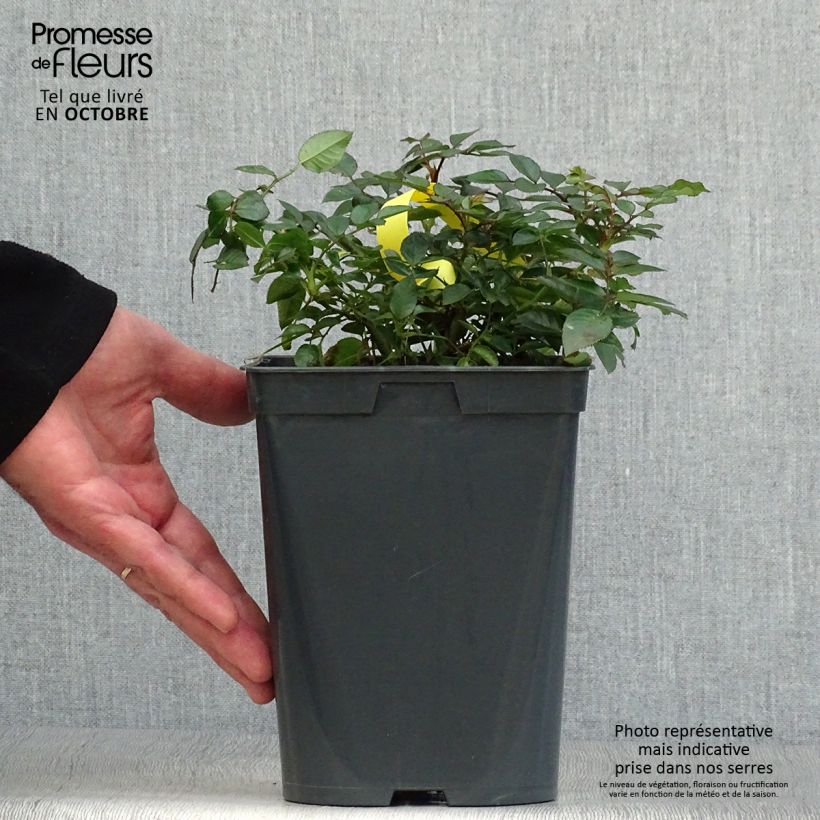 Example of Rosier Bees Paradise Fruity Pot de 3L/4L as you get in automne