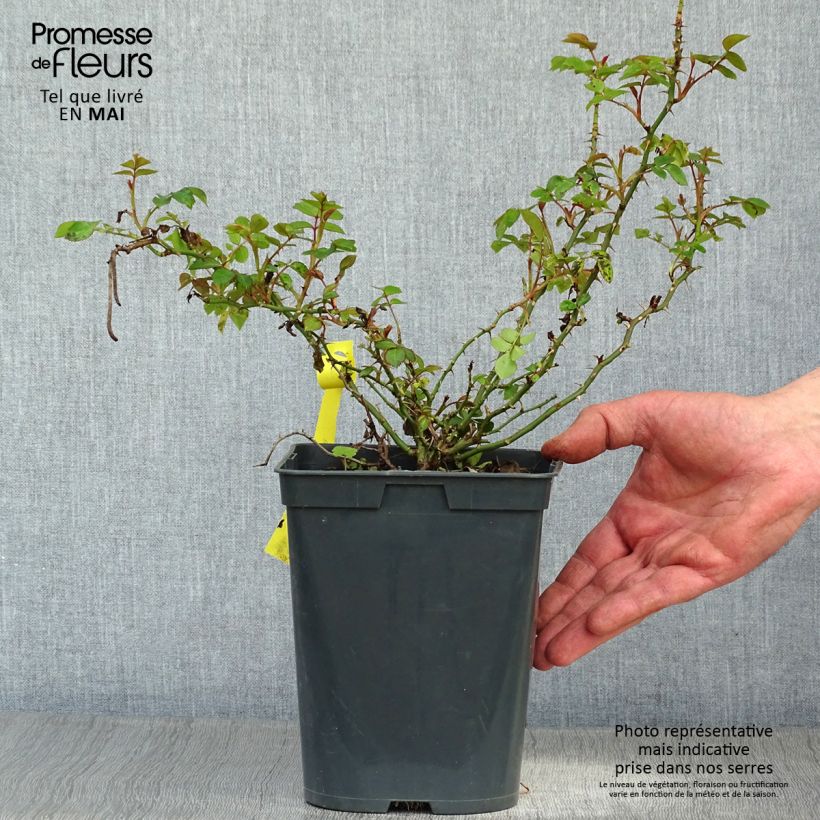 Spécimen de Rosier Bees Paradise Gelb Pot de 3L/4L tel que livré au printemps