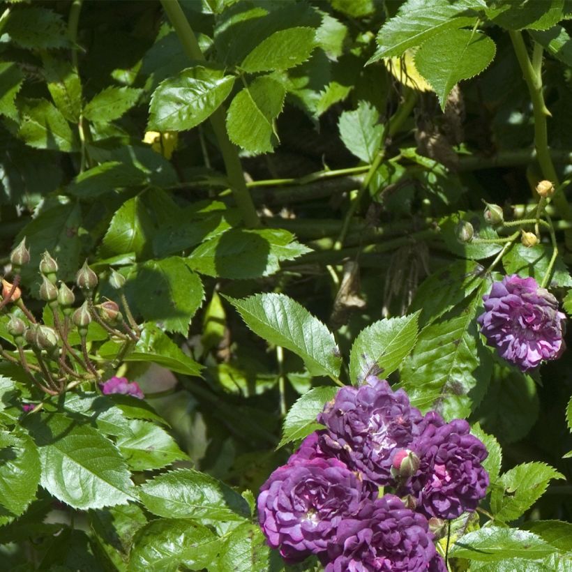 Rosier Bleu Magenta - Rosier grimpant ancien (Feuillage)