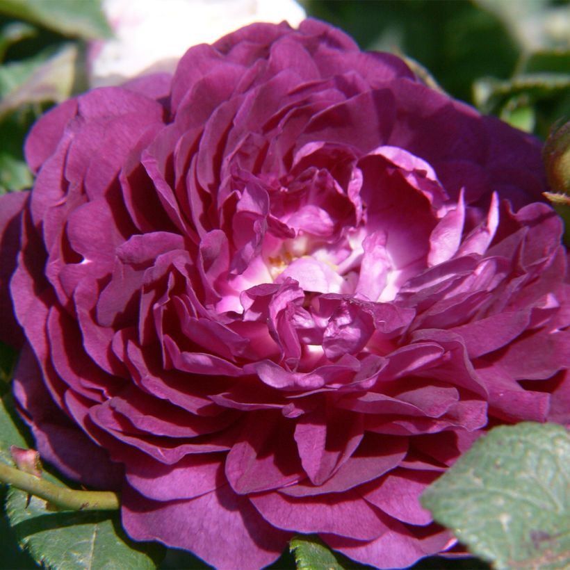 Rosier Bleu Magenta - Rosier grimpant ancien (Floraison)