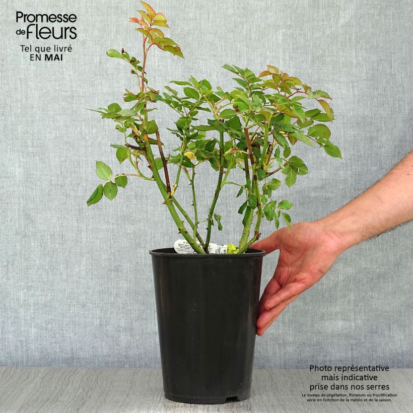 Example of Rosier David Austin A Shropshire Lad Pot de 4L/5L as you get in printemps