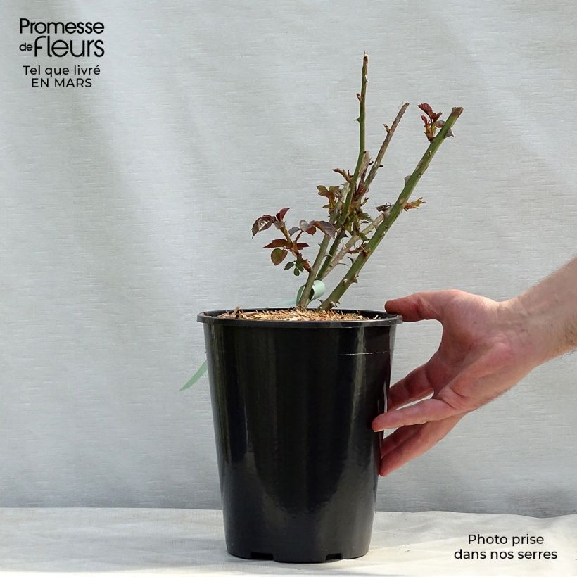 Spécimen de Rosier David Austin Abraham Darby Pot de 4L/5L tel que livré en hiver