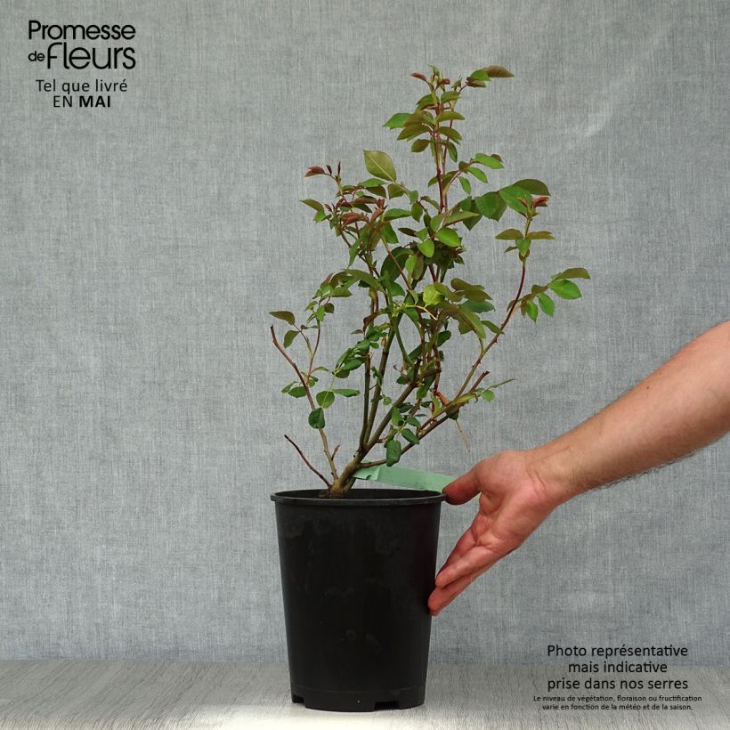 Spécimen de Rosier David Austin Albrighton Rambler  Pot de 4L/5L tel que livré au printemps