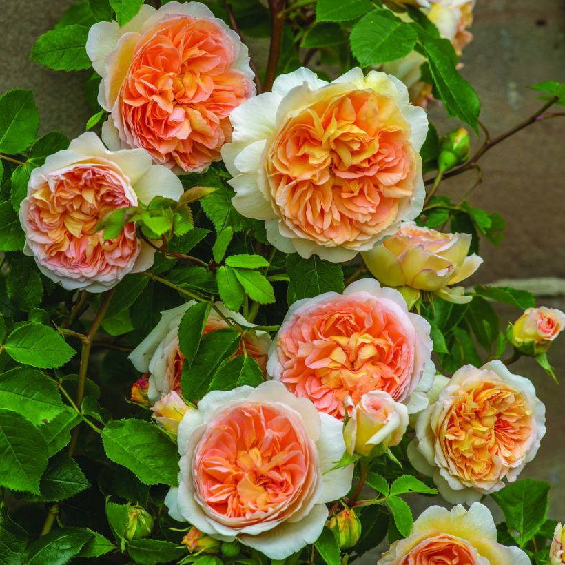 Rosier David Austin Bathsheba  (Flowering)
