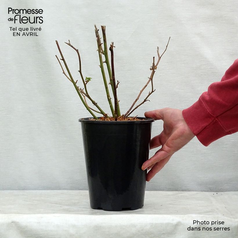Example of Rosier David Austin Bathsheba  Pot de 4L/5L as you get in printemps