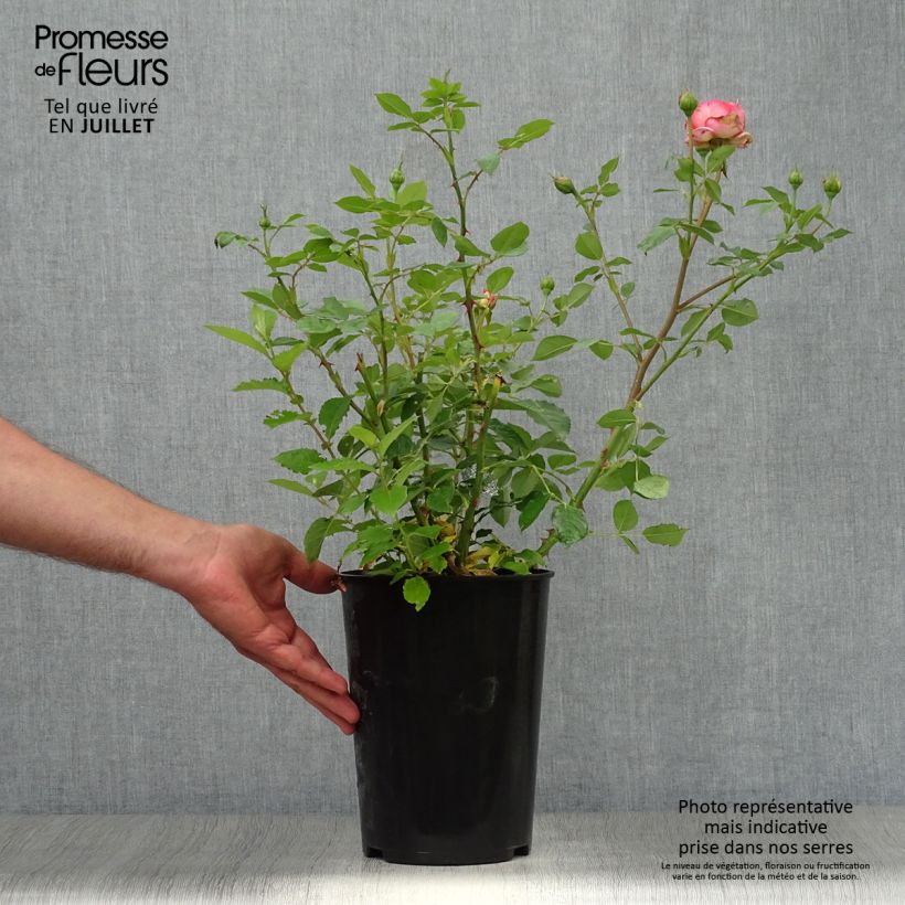 Spécimen de Rosier David Austin Boscobel Pot de 4L/5L tel que livré en été