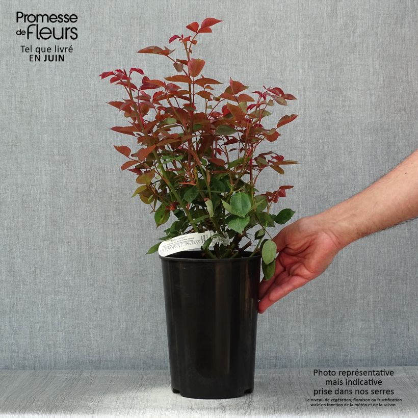 Example of Rosier David Austin Brother Cadfael Pot de 4L/5L as you get in printemps