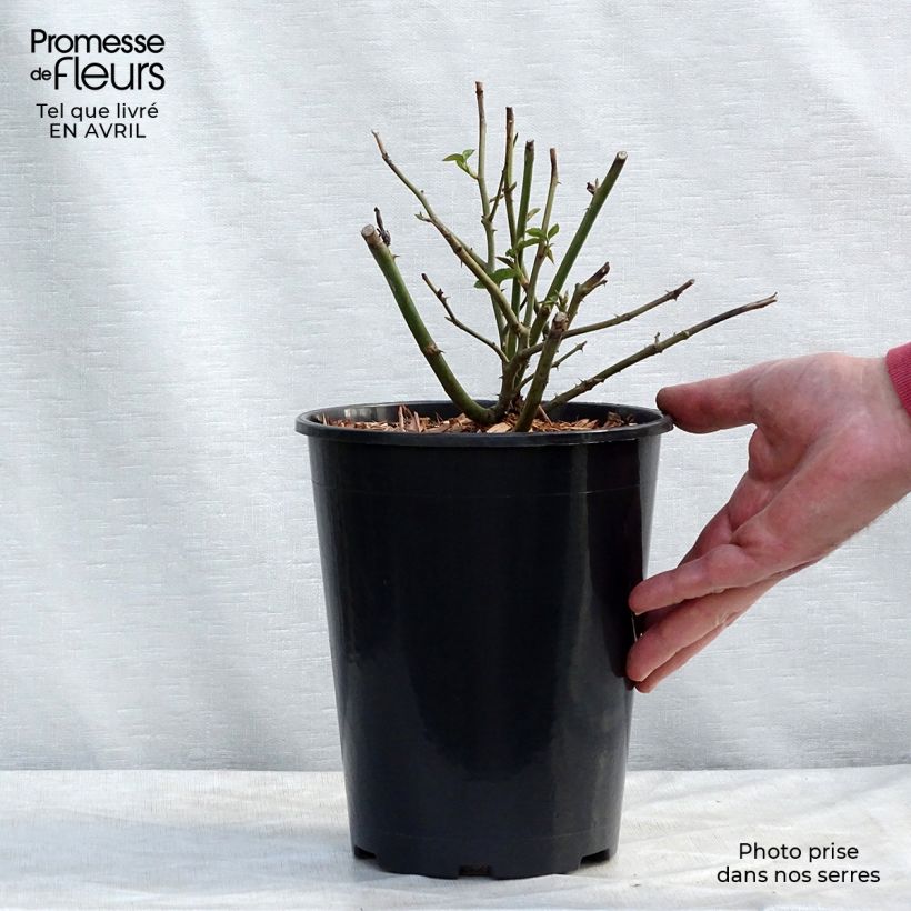 Example of Rosier David Austin Claire Austin Pot de 4L/5L as you get in printemps