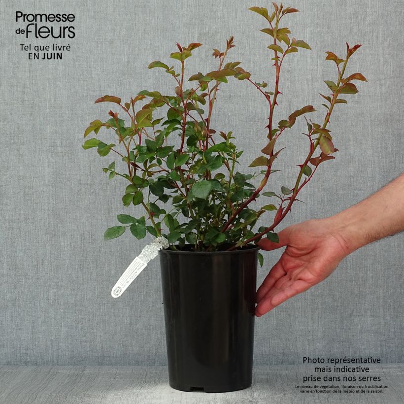 Example of Rosier David Austin Dame Judi Dench Pot de 4L/5L as you get in printemps