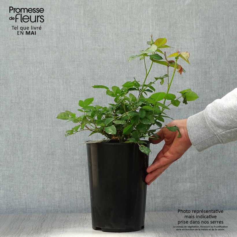 Example of Rosier David Austin Darcey Bussel Pot de 4L/5L as you get in printemps