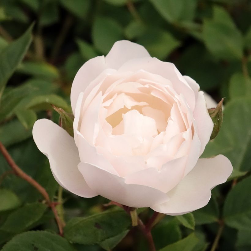 Rosier David Austin Desdemona  (Flowering)