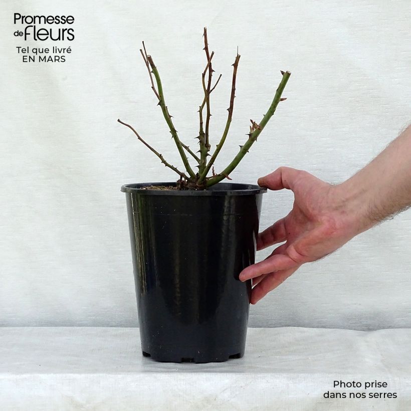 Example of Rosier David Austin Desdemona  Pot de 4L/5L as you get in printemps