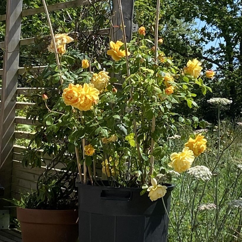 Rosier David Austin Golden Celebration (Plant habit)