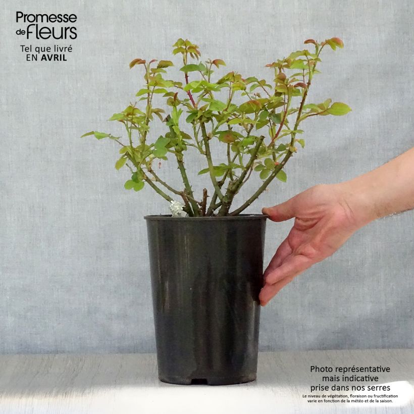 Example of Rosier David Austin Imogen Pot de 4L/5L as you get in printemps