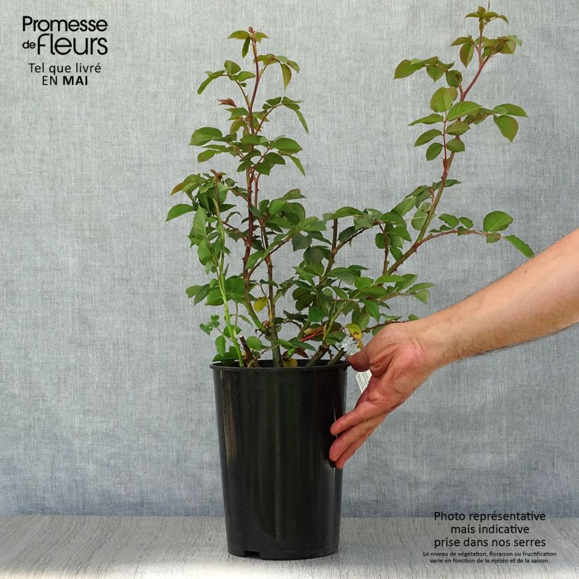 Example of Rosier David Austin James Galway Pot de 4L/5L as you get in printemps
