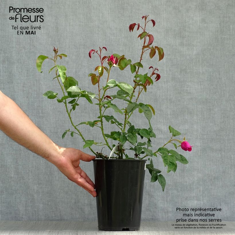 Example of Rosier David Austin James L. Austin  Pot de 3L/4L as you get in printemps