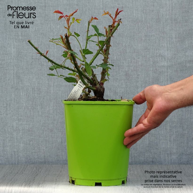 Example of Rosier David Austin Jubilee Celebration  Pot de 4L/5L as you get in printemps