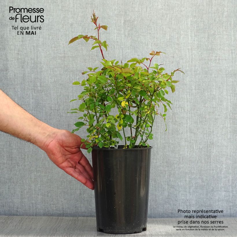 Example of Rosier David Austin Kew Gardens  Pot de 3L/4L as you get in printemps