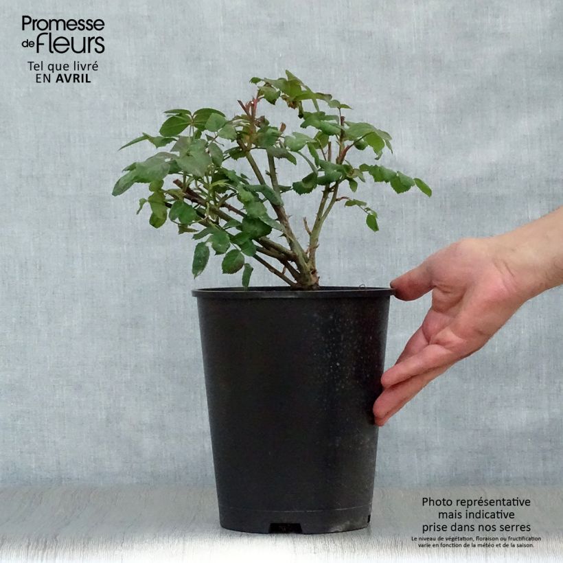 Spécimen de Rosier David Austin Lady Emma Hamilton  Pot de 4L/5L tel que livré au printemps