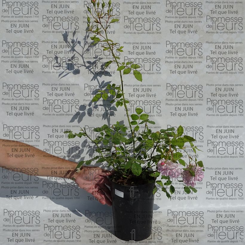 Example of Rosier David Austin Lady Salisbury Pot de 4L/5L as you get