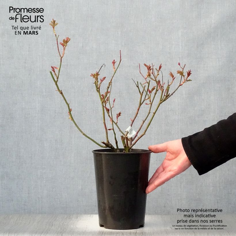 Spécimen de Rosier David Austin Lichfield Angel  Pot de 4L/5L tel que livré au printemps