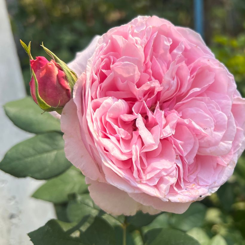 Rosier David Austin Mary Rose (Flowering)