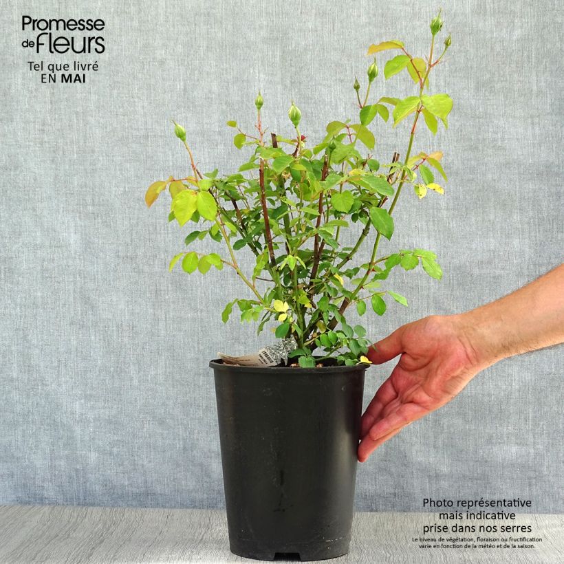 Example of Rosier David Austin Molineux Pot de 4L/5L as you get in printemps