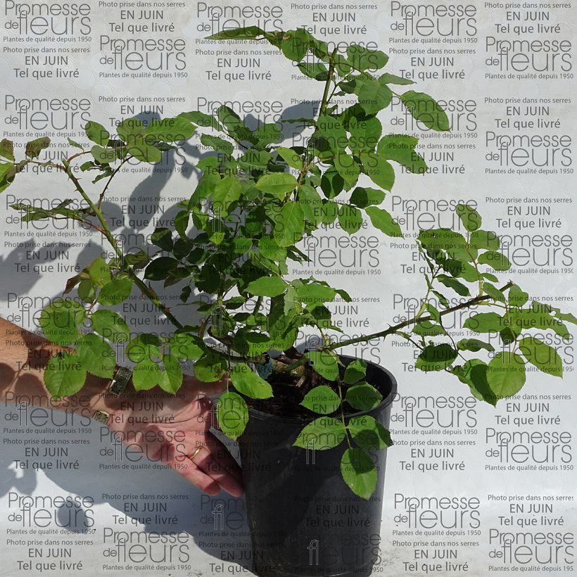 Exemple de spécimen de Rosier David Austin Morning Mist  Pot de 4L/5L tel que livré