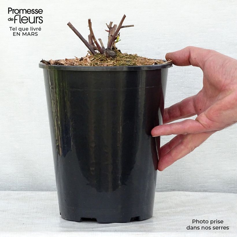 Example of Rosier David Austin Olivia Rose Austin  Pot de 4L/5L as you get in printemps