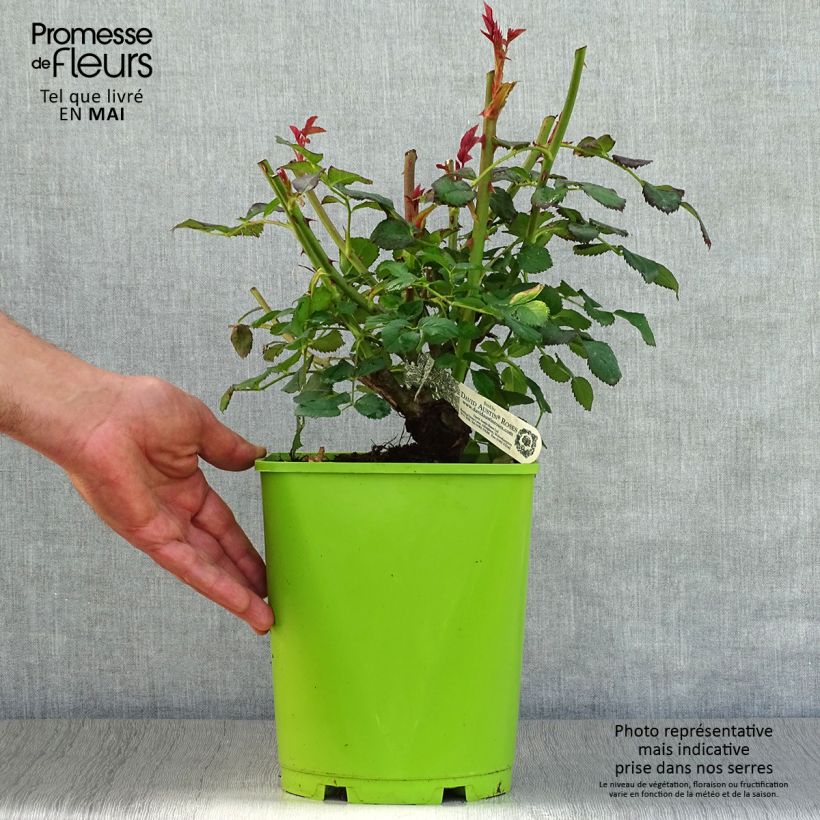 Example of Rosier David Austin Port Sunlight Pot de 4L/5L as you get in printemps