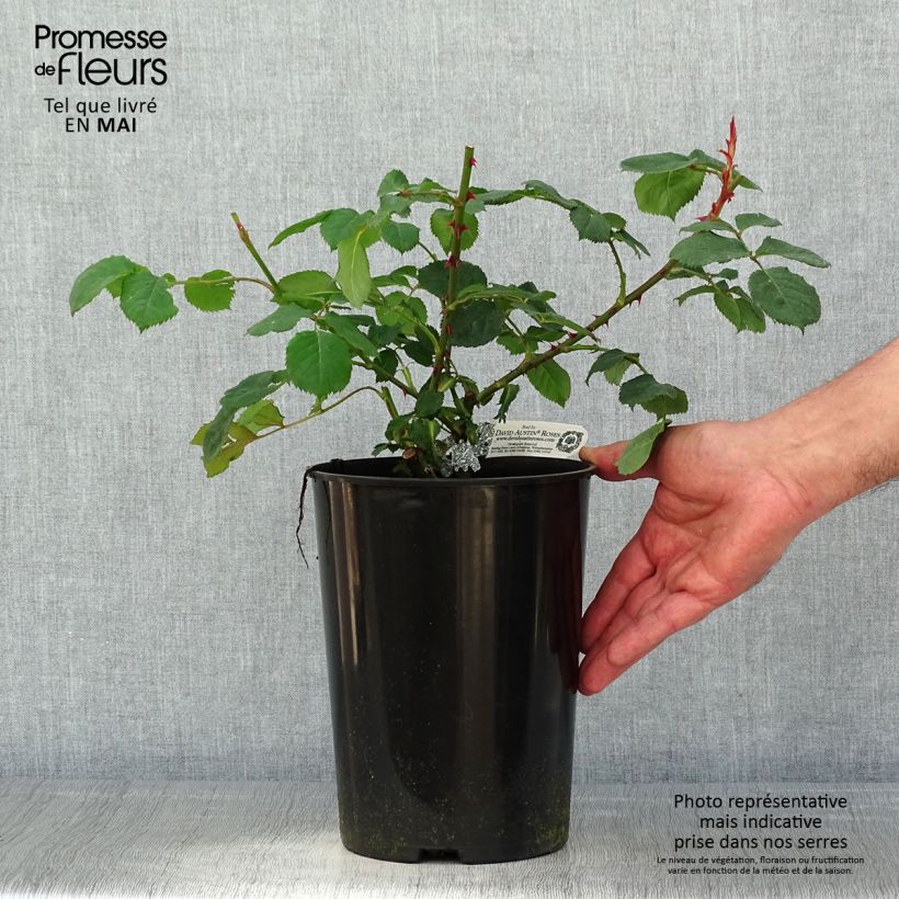 Example of Rosier David Austin Princess Alexandra of Kent  Pot de 4L/5L as you get in printemps