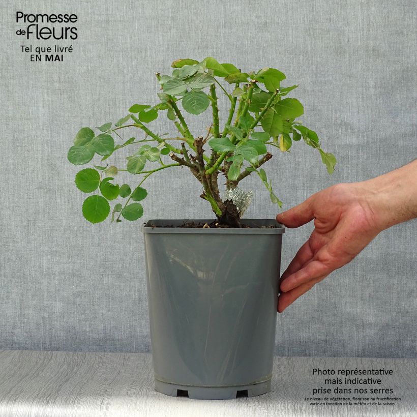 Example of Rosier David Austin Princess Anne Pot de 3L/4L as you get in printemps