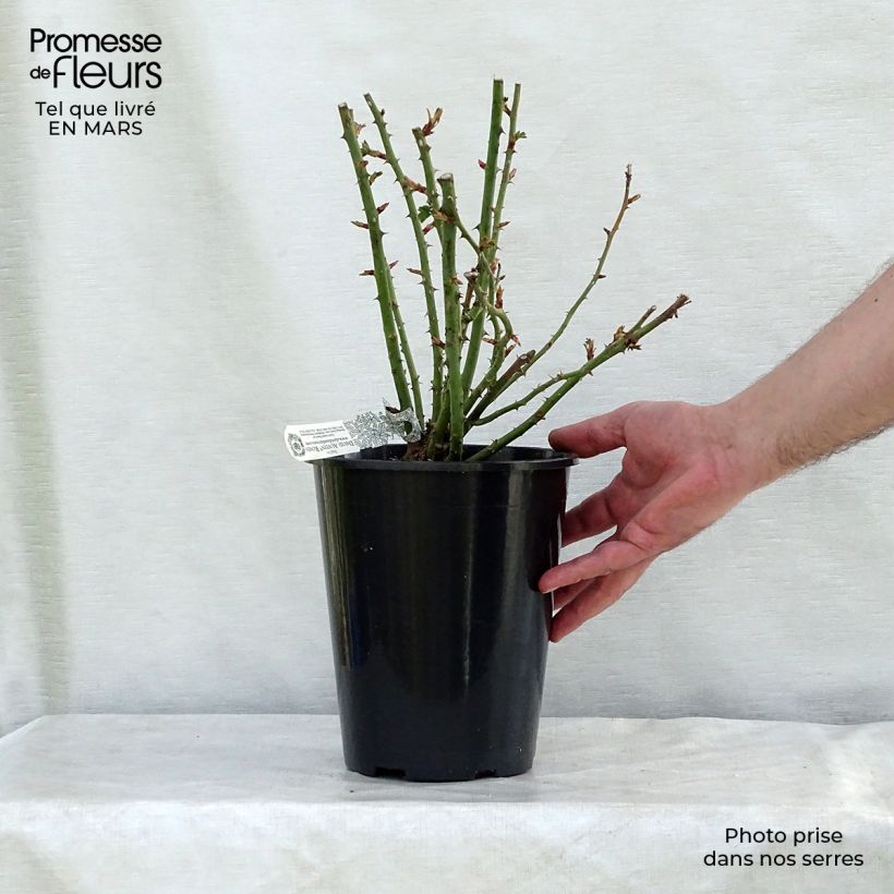 Spécimen de Rosier David Austin Royal Jubilee Pot de 4L/5L tel que livré au printemps