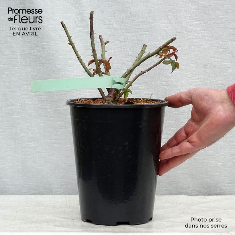 Example of Rosier David Austin Sharifa Asma Pot de 4L/5L as you get in printemps