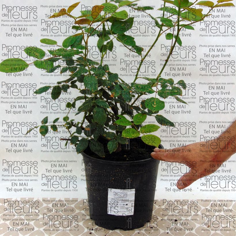 Exemple de spécimen de Rosier David Austin Spirit of Freedom  Pot de 4L/5L tel que livré
