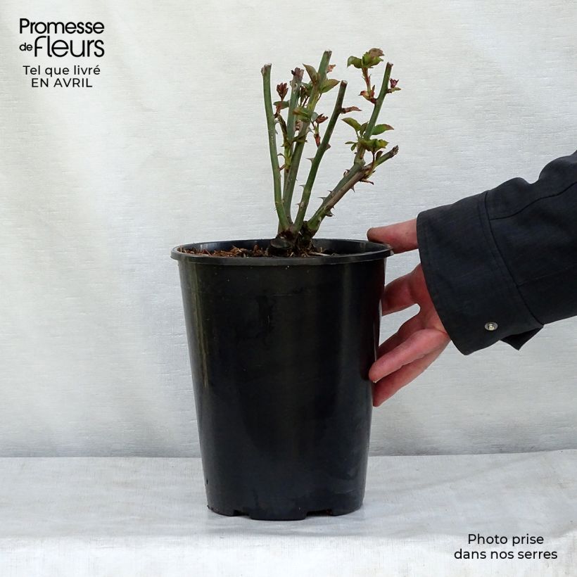 Example of Rosier David Austin Summer Song  Pot de 4L/5L as you get in printemps