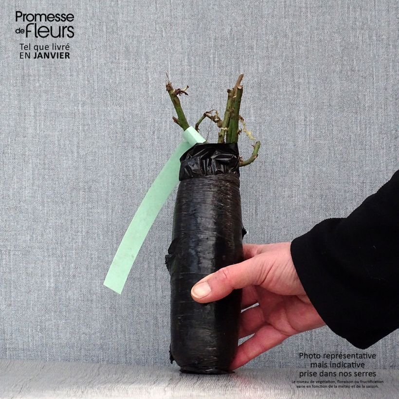 Spécimen de Rosier David Austin Teasing Georgia Racines nues en motte tel que livré en hiver