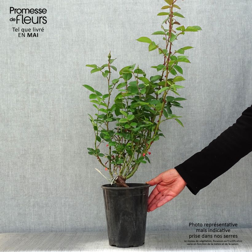 Example of Rosier David Austin The Alnwick Rose Pot de 4L/5L as you get in printemps