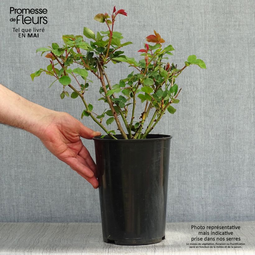Example of Rosier David Austin The Ancient Mariner  Pot de 4L/5L as you get in printemps