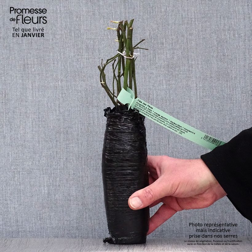 Example of Rosier David Austin The Lady Gardener  Racines nues en motte as you get in hiver