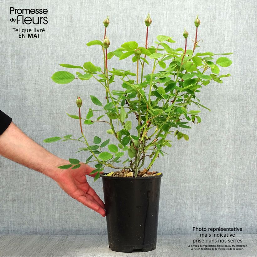 Example of Rosier David Austin The Lady Gardener  Pot de 4L/5L as you get in printemps