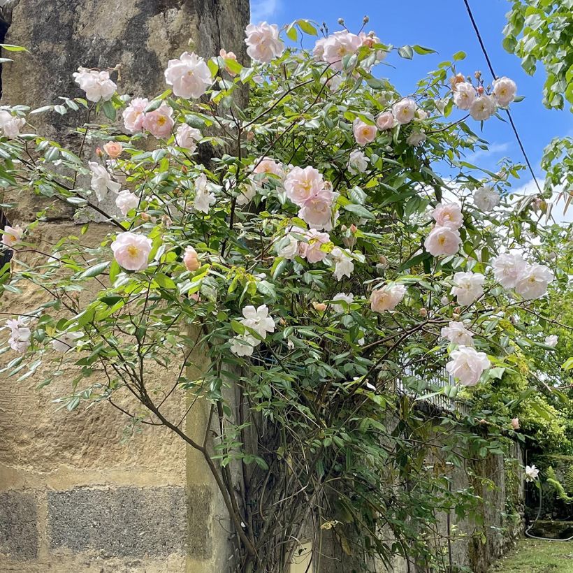 Rosier David Austin The Lady of the Lake  (Port)